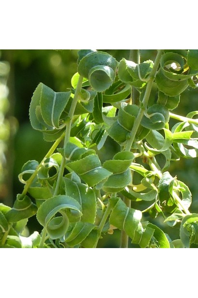 Верба вавілонська Кріспа спірально закручене листя